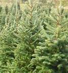 Description: Description: Description: C:\Users\mhfm\Desktop\Website Docs\E_Pictures\tree.jpg