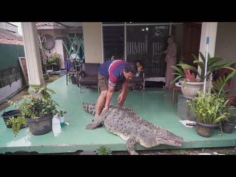 Family has a pet Crocodile - 1 minute video