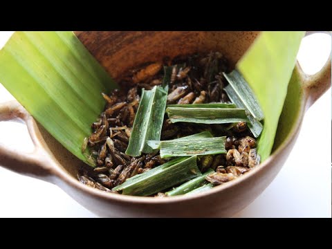 1 minute video: Restaurant Serves 5-Course Insect Infested Dinner