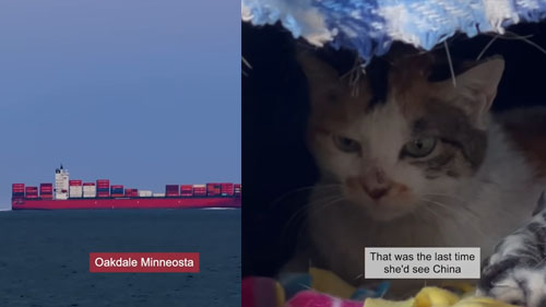 One Container Cat Cat from China survives being stuck in a shipping container for 3 weeks ...