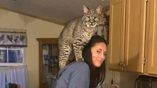 Family trying to save potty-trained pet bobcat's life - video