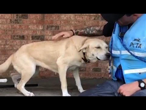 Dog Rescued From Porch During North Carolina Flooding - 1 minute video