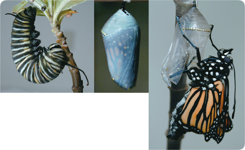 Metamorphosis of Monarch Butterfly